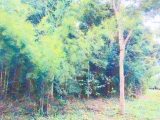 รูปทรัพย์ 1