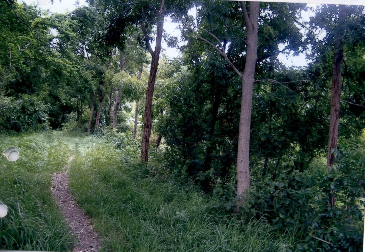 ขายทอดตลาด ที่ดินว่างเปล่า ต.ดงมะรุม อ.โคกสำโรง จ.ลพบุรี