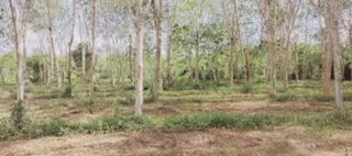 รูปทรัพย์ 2