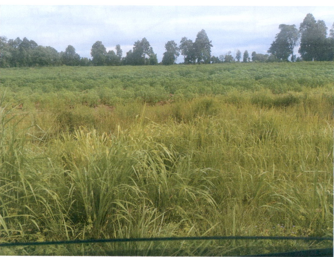 ขายทอดตลาด ที่ดินว่างเปล่า ต.คลองขาม อ.ยางตลาด จ.กาฬสินธุ์