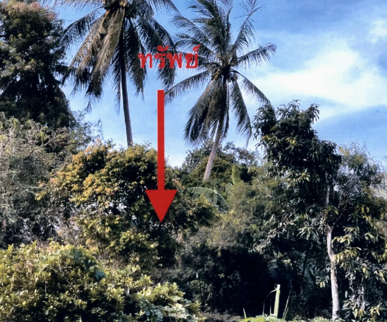 ขายทอดตลาด ที่ดินว่างเปล่า ต.สนามชัย อ.สทิงพระ จ.สงขลา