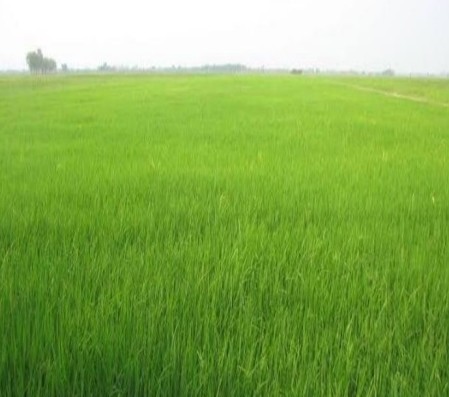 ขายทอดตลาด ที่ดินว่างเปล่า ต.กุดโดน อ.ห้วยเม็ก จ.กาฬสินธุ์