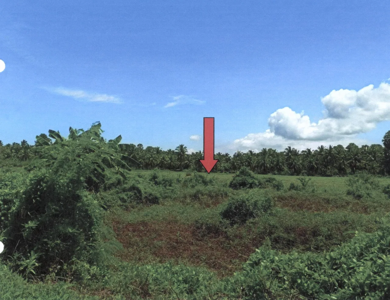 ขายทอดตลาด ที่ดินว่างเปล่า ต.ชิงโค อ.สิงหนคร จ.สงขลา