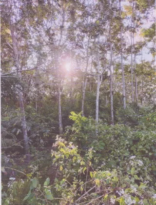 รูปทรัพย์ 2