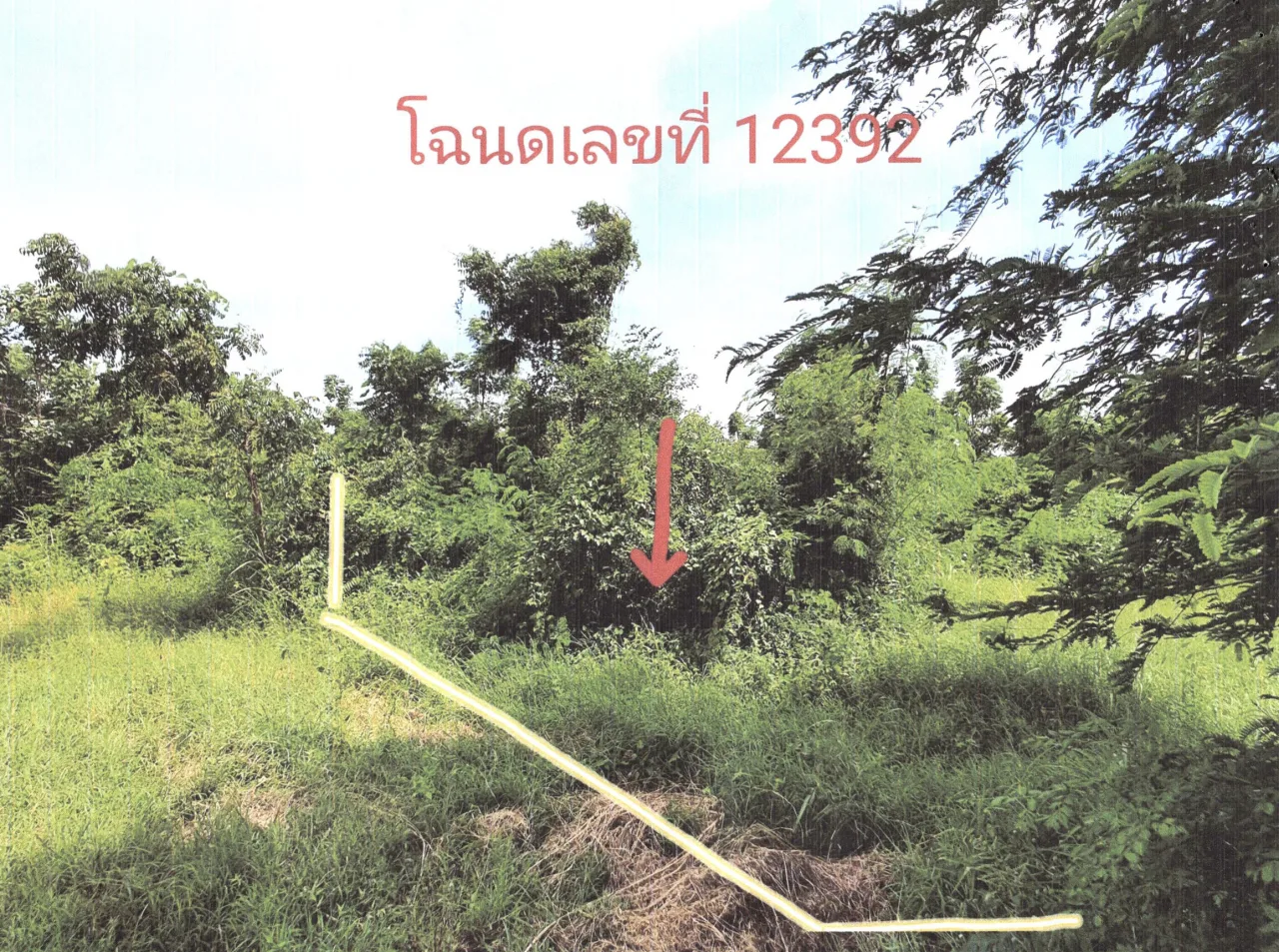 ขายทอดตลาด ที่ดินว่างเปล่า ต.ชอนสารเดช อ.หนองม่วง จ.ลพบุรี