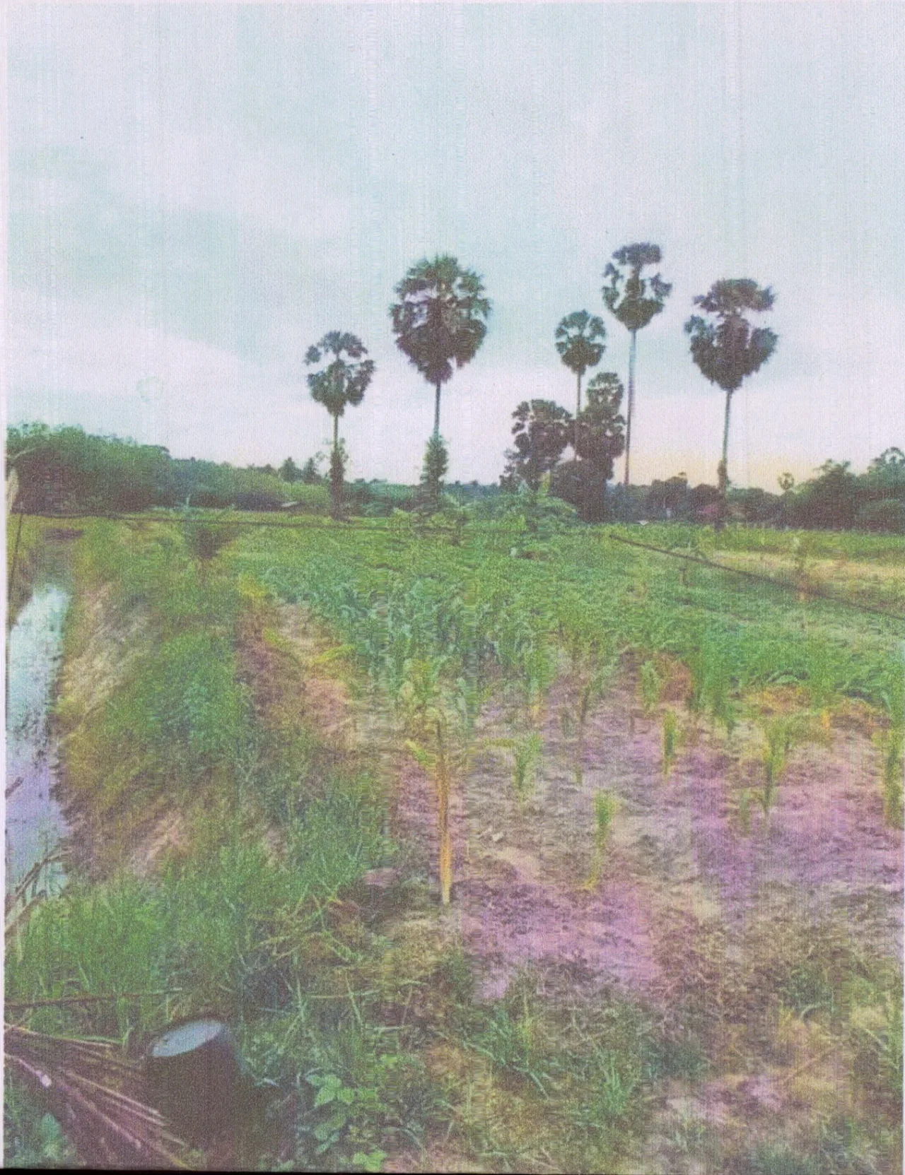 ขายทอดตลาด ที่ดินว่างเปล่า ต.พะวง อ.เมืองสงขลา จ.สงขลา