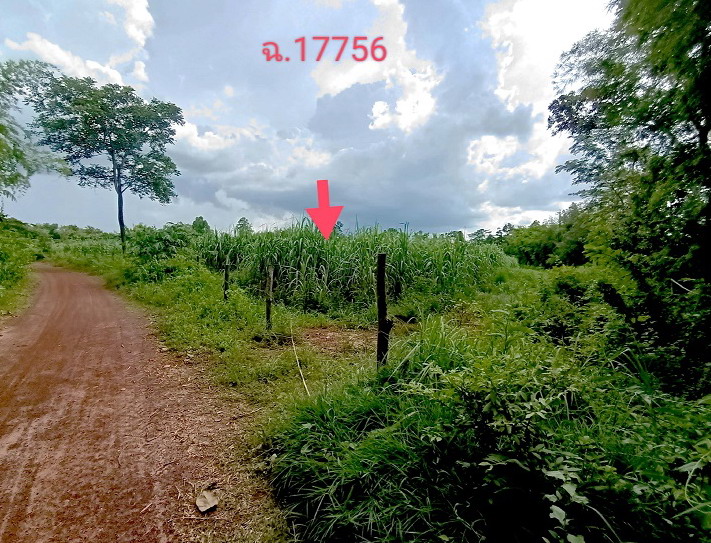 ขายทอดตลาด ที่ดินว่างเปล่า ต.นาเพียง อ.กุสุมาลย์ จ.สกลนคร