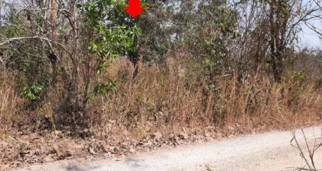 ขายทอดตลาด ที่ดินว่างเปล่า ต.กะเฉด อ.เมืองระยอง จ.ระยอง