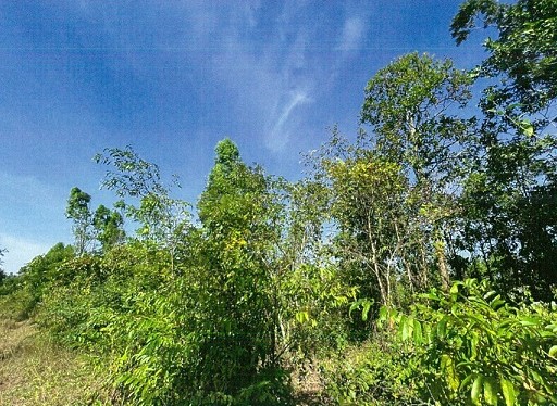 ขายทอดตลาด ที่ดินว่างเปล่า ต.เชียงเครือ อ.เมืองสกลนคร จ.สกลนคร