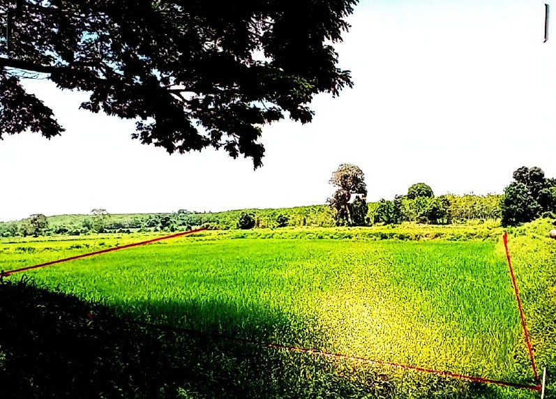 ขายทอดตลาด ที่ดินว่างเปล่า ต.ไร่ อ.พรรณานิคม จ.สกลนคร