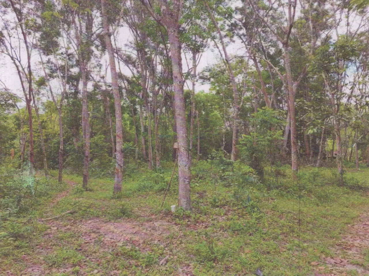ขายทอดตลาด ที่ดินว่างเปล่า ต.ทุ่งขมิ้น อ.นาหม่อม จ.สงขลา