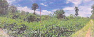 รูปทรัพย์ 2