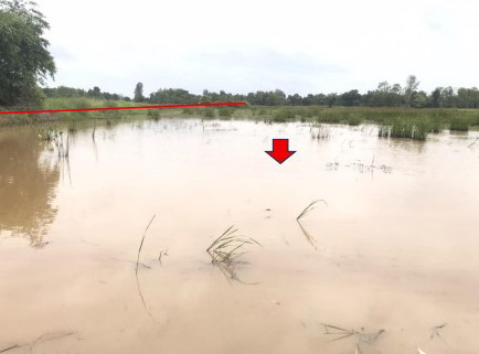 ขายทอดตลาด ที่ดินว่างเปล่า ต.เหล่าอ้อย อ.ร่องคำ จ.กาฬสินธุ์