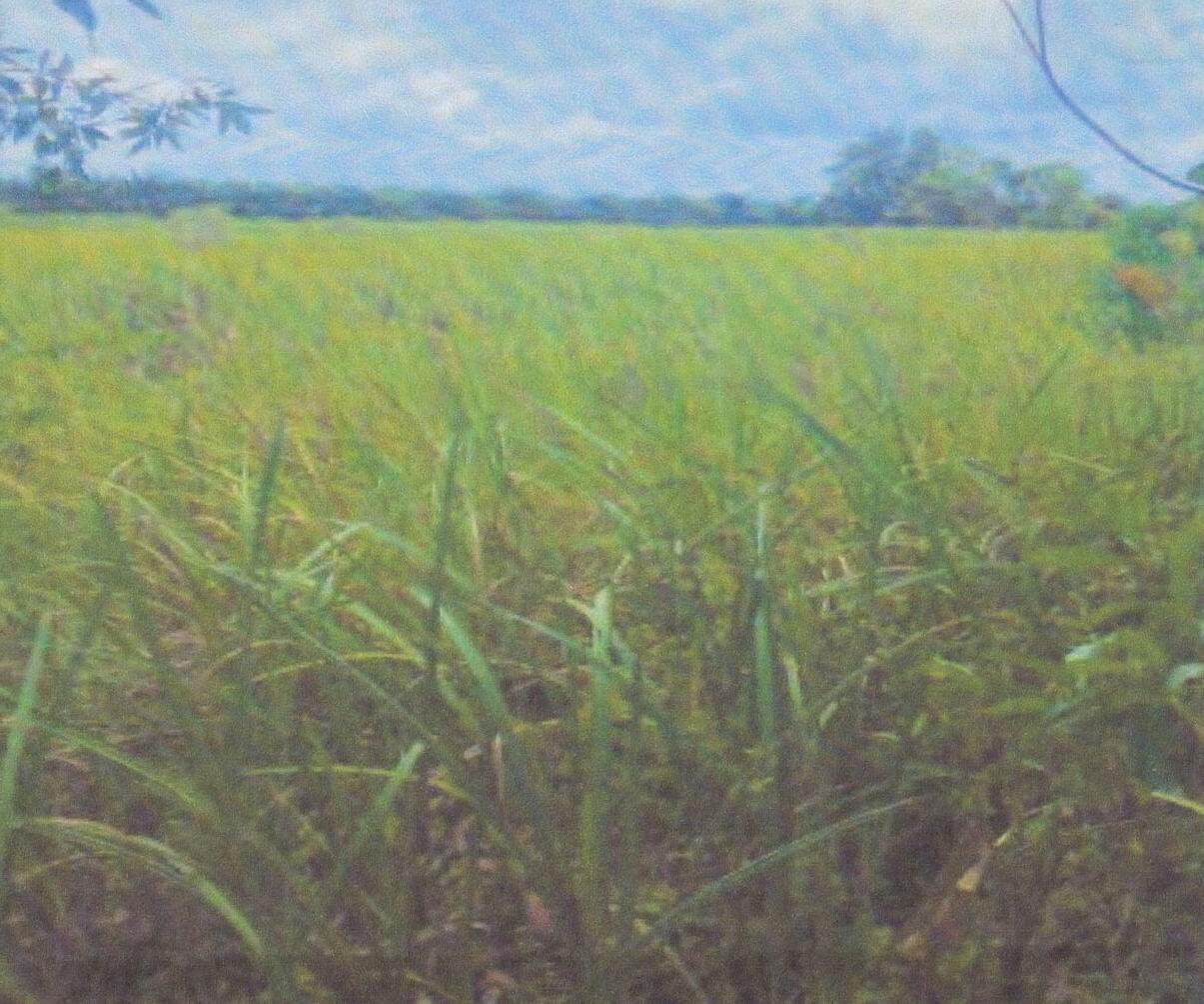 ขายทอดตลาด ที่ดินว่างเปล่า ต.เชิงแส อ.กระแสสินธ์ จ.สงขลา