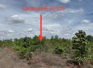 รูปทรัพย์ 2