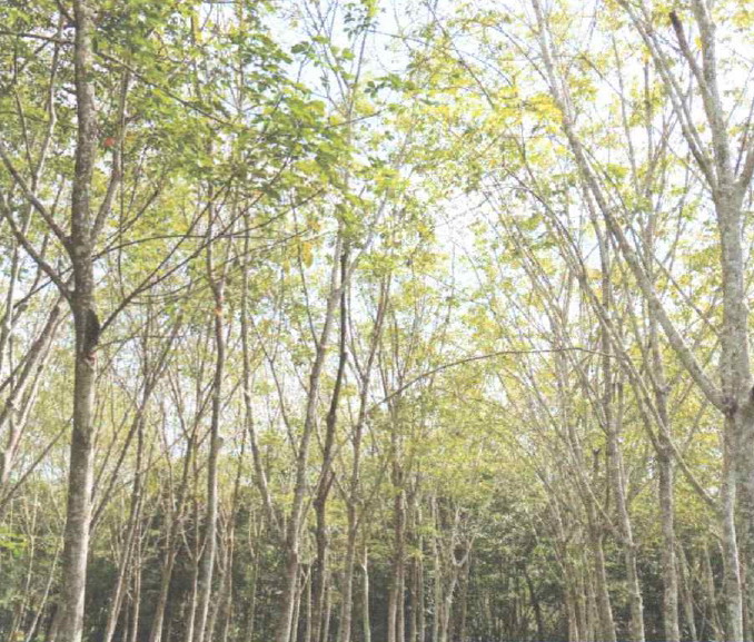 ขายทอดตลาด ที่ดินว่างเปล่า ต.ท่าช้าง อ.บางกล่ำ จ.สงขลา