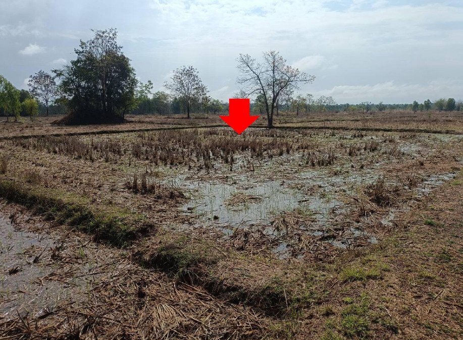 ขายทอดตลาด ที่ดินว่างเปล่า ต.สามัคคีพัฒนา อ.อากาศอำนวย จ.สกลนคร