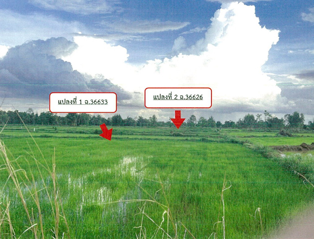 ขายทอดตลาด ที่ดินว่างเปล่า ต.โพธิไพศาล อ.กุสุมาลย์ จ.สกลนคร