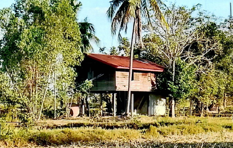 ขายทอดตลาด ที่ดินพร้อมสิ่งปลูกสร้าง ต.ไฮหย่อง อ.พังโคน จ.สกลนคร