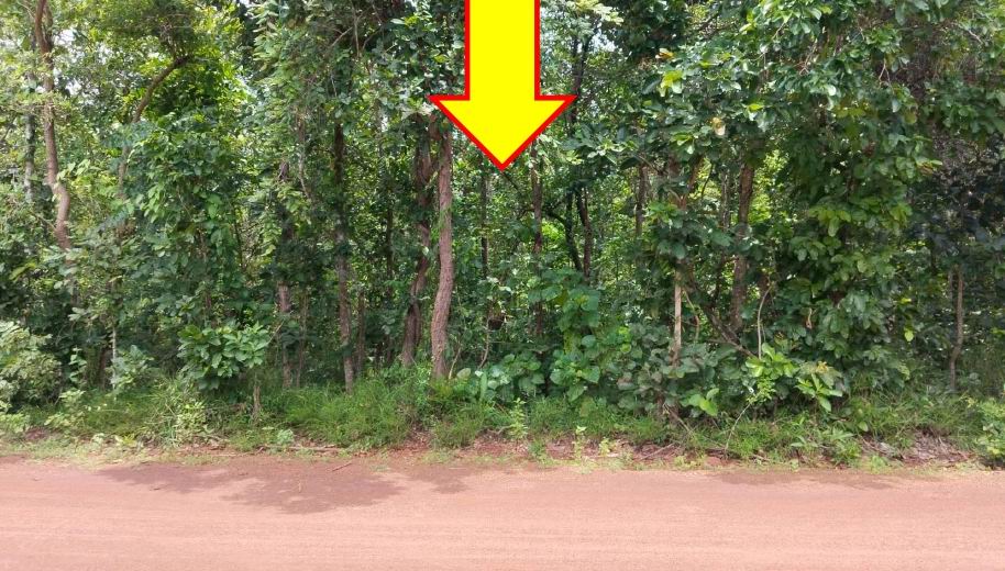 ขายทอดตลาด ที่ดินว่างเปล่า ต.โพนแพง อ.อากาศอำนวย จ.สกลนคร