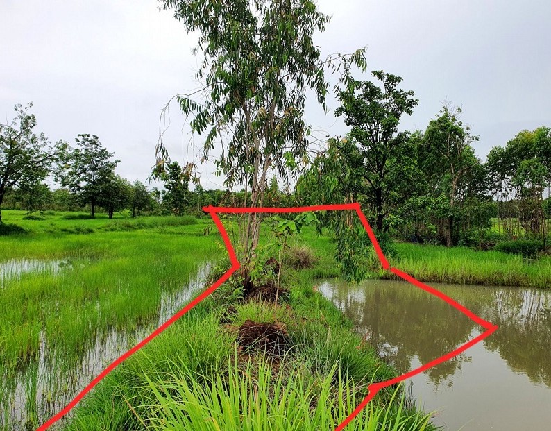 ขายทอดตลาด ที่ดินว่างเปล่า ต.เชิงชุม อ.พรรณานิคม จ.สกลนคร