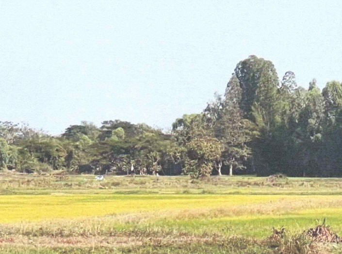 ขายทอดตลาด ที่ดินว่างเปล่า ต.ไฮหย่อง อ.พังโคน จ.สกลนคร