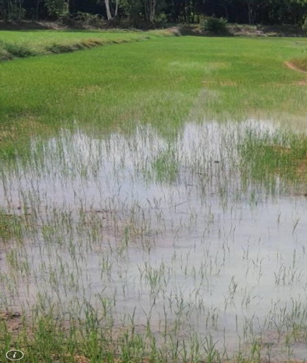 ขายทอดตลาด ที่ดินว่างเปล่า ต.โคกสะอาด อ.ฆ้องชัย จ.กาฬสินธุ์