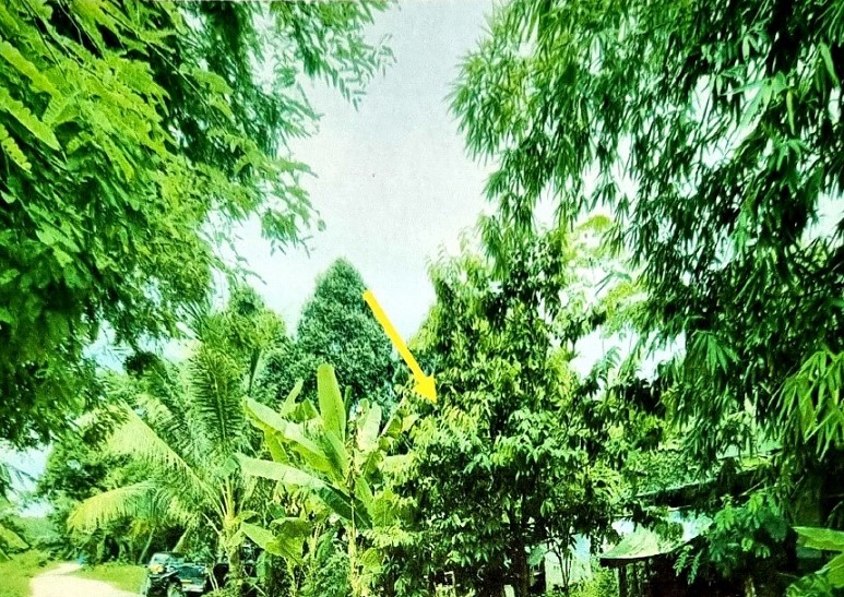 ขายทอดตลาด ที่ดินว่างเปล่า ต.บ้านค่าย อ.บ้านค่าย จ.ระยอง