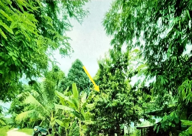 ขายทอดตลาด ที่ดินว่างเปล่า ต.บ้านค่าย อ.บ้านค่าย จ.ระยอง