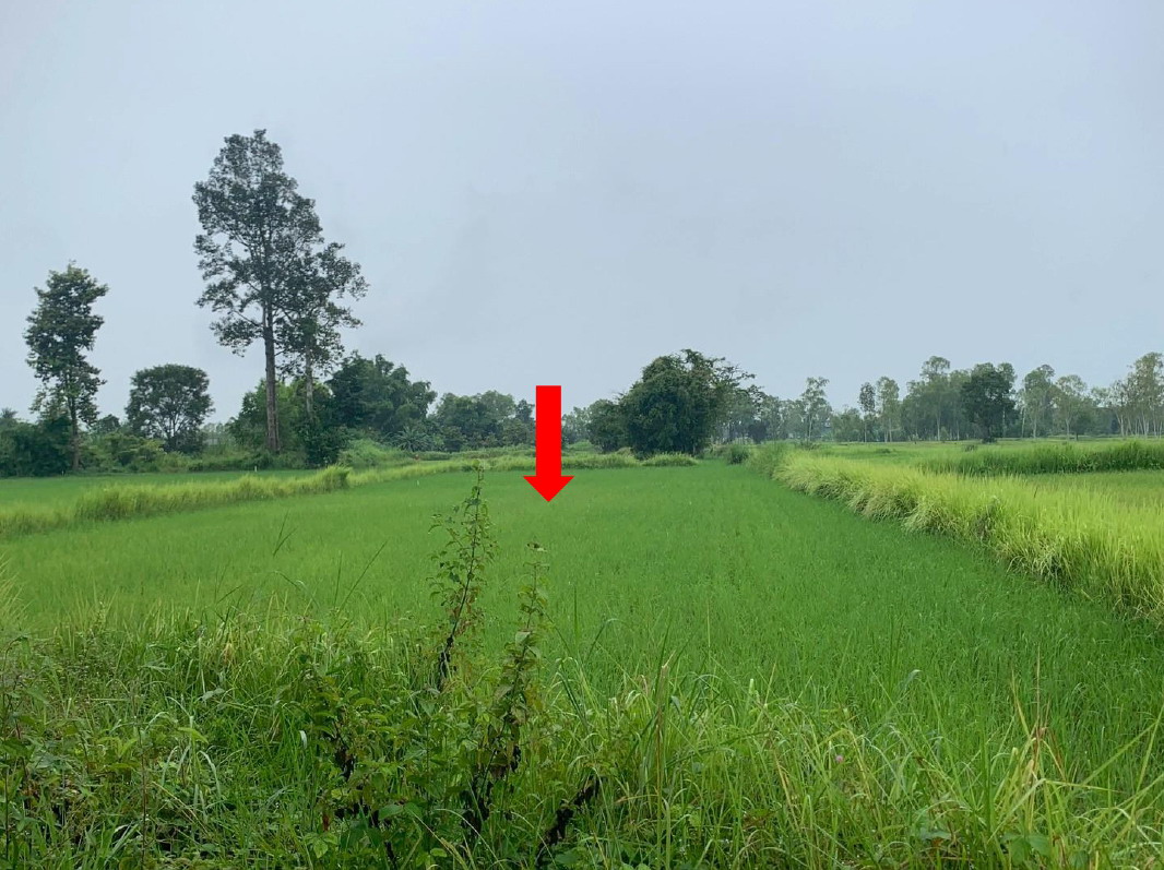 ขายทอดตลาด ที่ดินว่างเปล่า ต.ขมิ้น อ.เมืองสกลนคร จ.สกลนคร