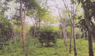 รูปทรัพย์ 1