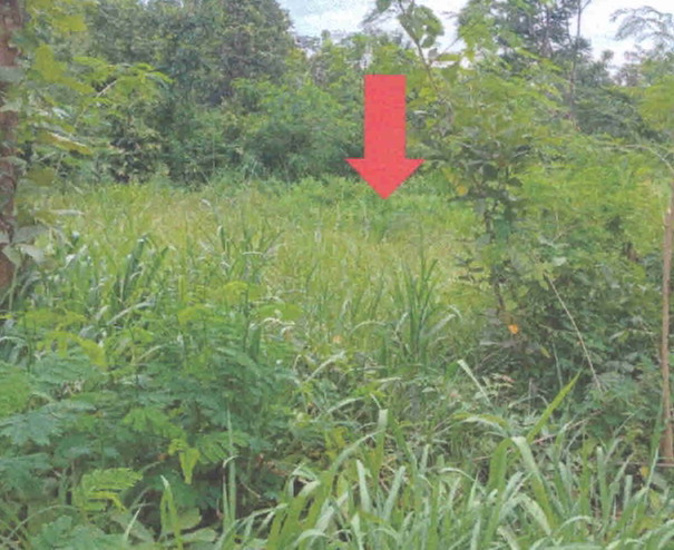ขายทอดตลาด ที่ดินว่างเปล่า ต.บะฮี อ.พรรณานิคม จ.สกลนคร