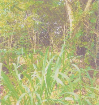 รูปทรัพย์ 2