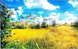 รูปทรัพย์ 1