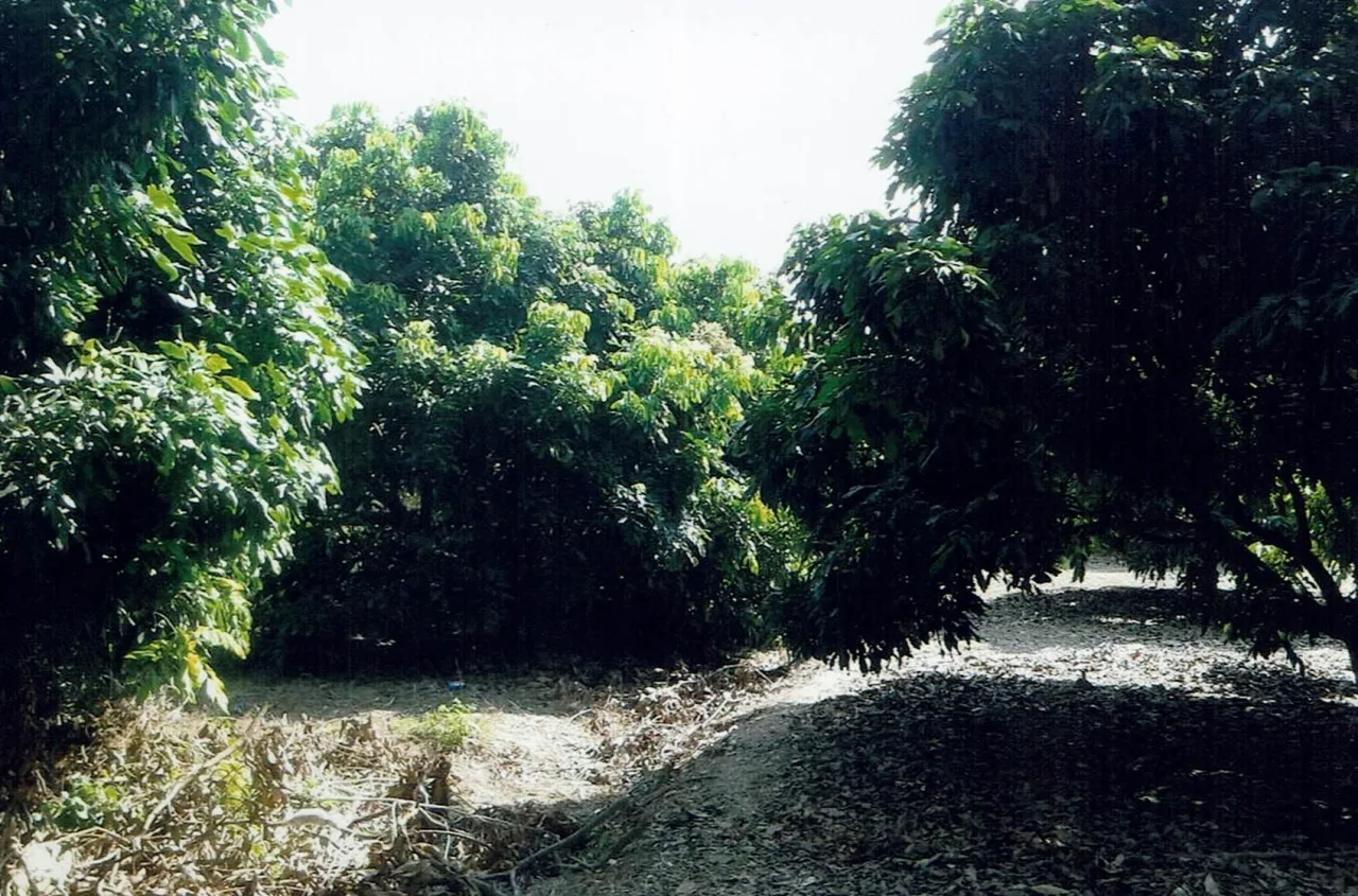 ขายทอดตลาด ที่ดินว่างเปล่า ต.ริมปิง อ.เมืองลำพูน จ.ลำพูน