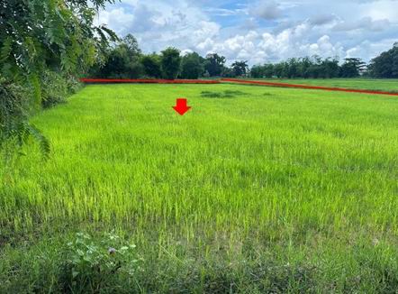 ขายทอดตลาด ที่ดินว่างเปล่า ต.เชียงเครือ อ.เมืองสกลนคร จ.สกลนคร