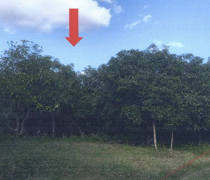 ขายทอดตลาด ที่ดินว่างเปล่า ต.เวียงคำ อ.กุมภวาปี จ.อุดรธานี