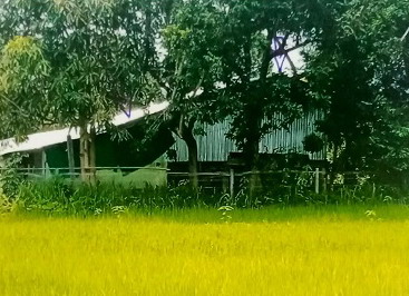 ขายทอดตลาด ที่ดินพร้อมสิ่งปลูกสร้าง ต.ด่านม่วงคำ อ.โคกศรีสุพรรณ จ.สกลนคร