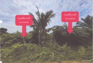รูปทรัพย์ 1