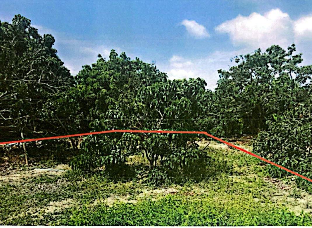 ขายทอดตลาด ที่ดินว่างเปล่า ต.ประตูป่า อ.เมืองลำพูน จ.ลำพูน