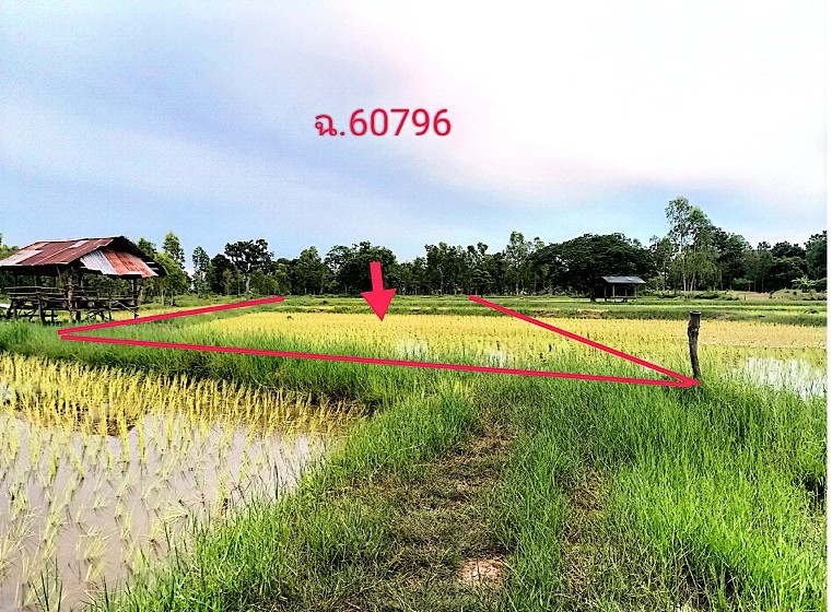 ขายทอดตลาด ที่ดินว่างเปล่า ต.สว่าง อ.พรรณานิคม จ.สกลนคร