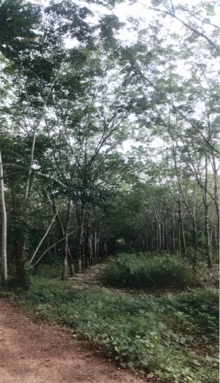 รูปทรัพย์ 2
