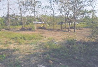 ขายทอดตลาด ที่ดินว่างเปล่า ต.มะเขือแจ้ อ.เมืองลำพูน จ.ลำพูน
