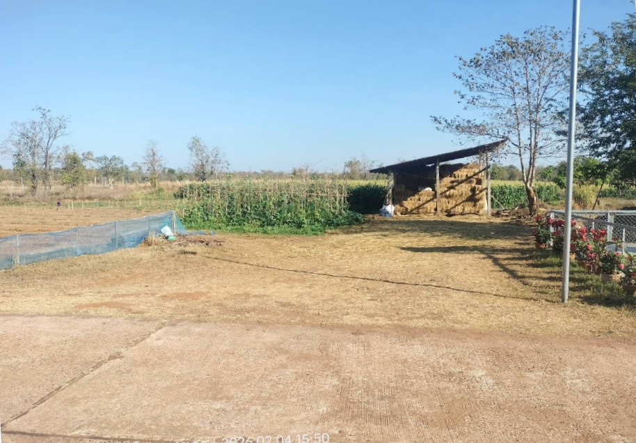 ขายทอดตลาด ที่ดินว่างเปล่า ต.ท่าแร่ อ.เมืองสกลนคร จ.สกลนคร