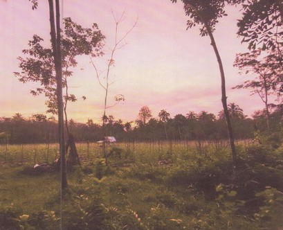 ขายทอดตลาด ที่ดินว่างเปล่า ต.ท่าข้าม อ.หาดใหญ่ จ.สงขลา