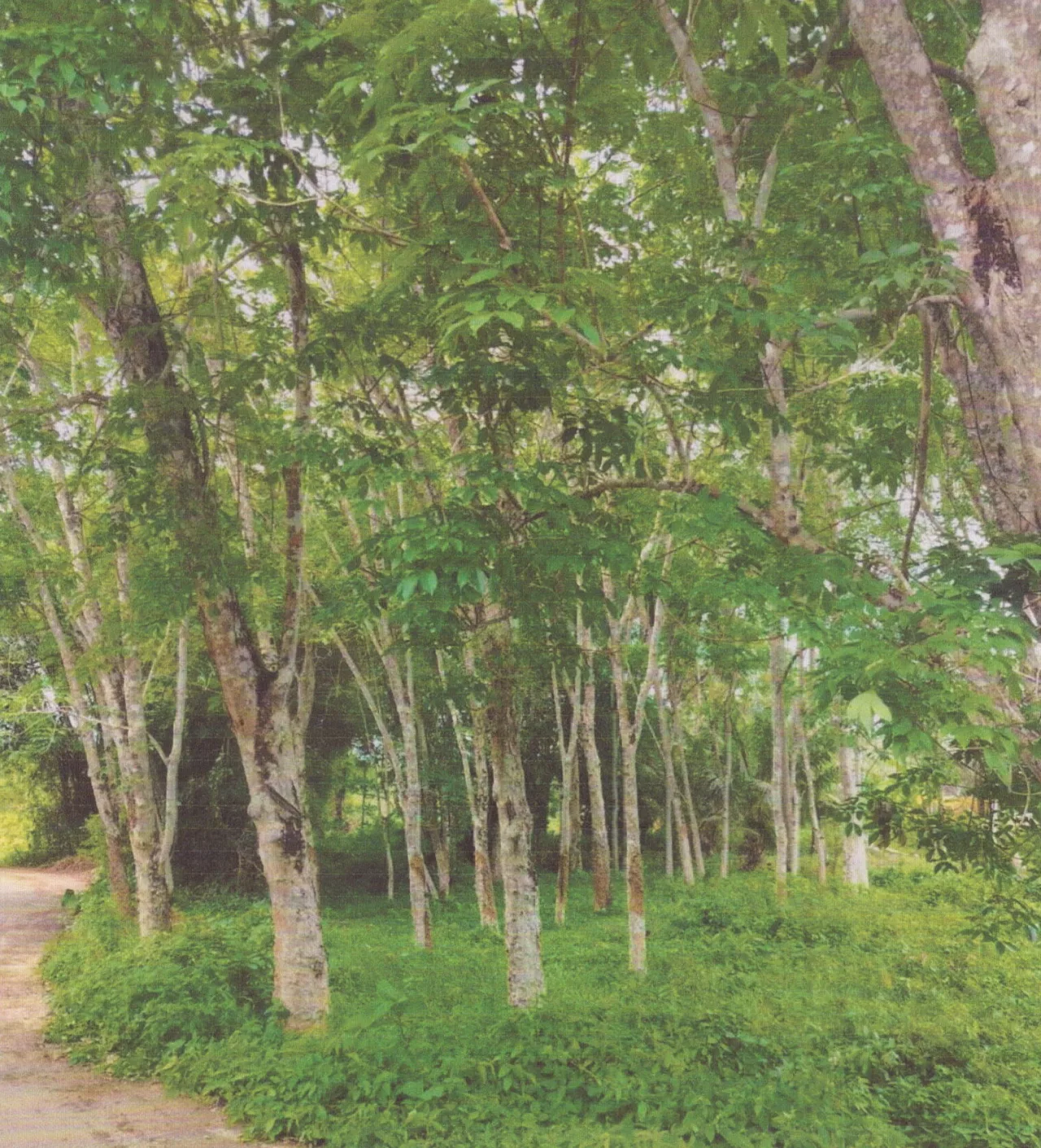 ขายทอดตลาด ที่ดินว่างเปล่า ต.พิจิตร อ.นาหม่อม จ.สงขลา