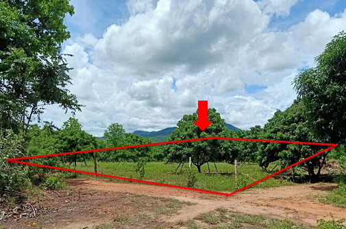 ขายทอดตลาด ที่ดินว่างเปล่า ต.แม่ลาน อ.ลี้ จ.ลำพูน