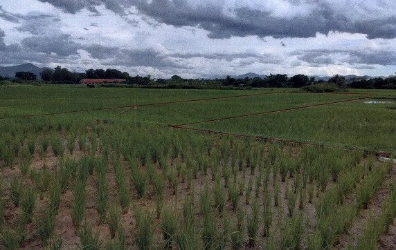 ขายทอดตลาด ที่ดินว่างเปล่า ต.ทาขุมเงิน อ.แม่ทา จ.ลำพูน