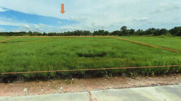 ขายทอดตลาด ที่ดินว่างเปล่า จ.สิงห์บุรี