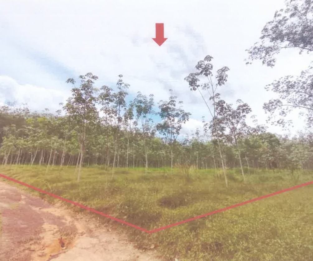 ขายทอดตลาด ที่ดินว่างเปล่า ต.โคกม่วง อ.คลองหอยโข่ง จ.สงขลา